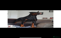 Dobermann dogs for sale: ⭐️DOBERMAN🐾PUPPIES⭐️🐶AVAILABLE🐾MID🐾SEPTEMBER🐶 - Image 4
