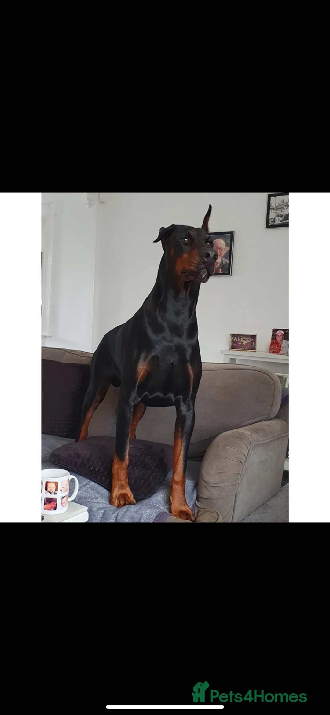 Dobermann dogs for sale: ⭐️DOBERMAN🐾PUPPIES⭐️🐶AVAILABLE🐾MID🐾SEPTEMBER🐶 - Image 4