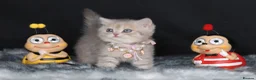 British Shorthair cats for sale: Registered Golden British Shorthaired kittens - Advert 26