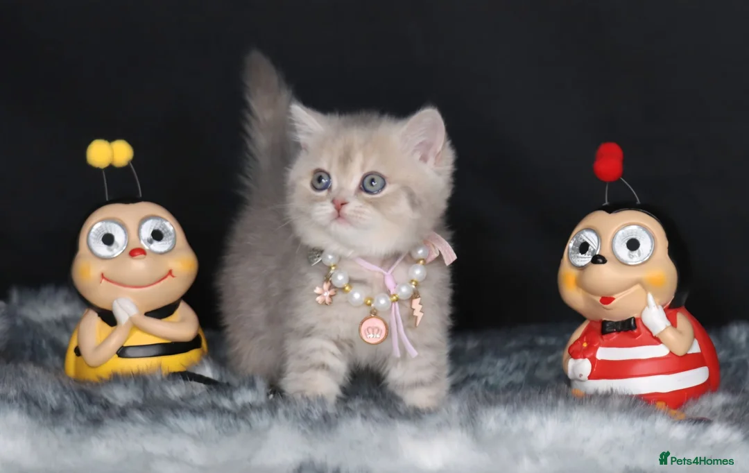 British Shorthair cats for sale: Registered Golden British Shorthaired kittens - Advert 26