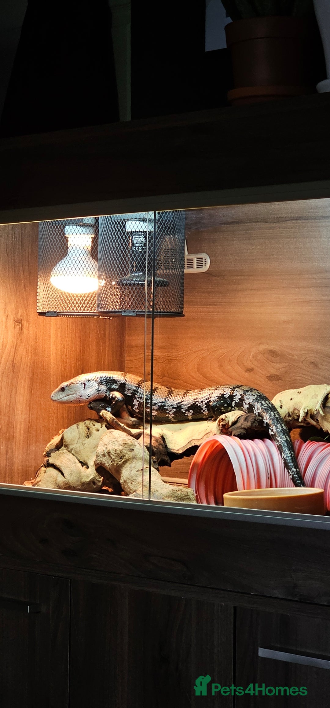 Skink reptiles for sale: Blue Tongued Skink-Male enclosure and cabnet setup - Advert 12