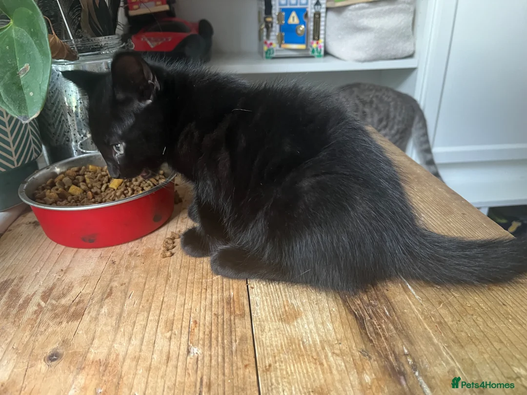Mixed Breed cats for sale: 4 x boys in Penryn - Advert 2
