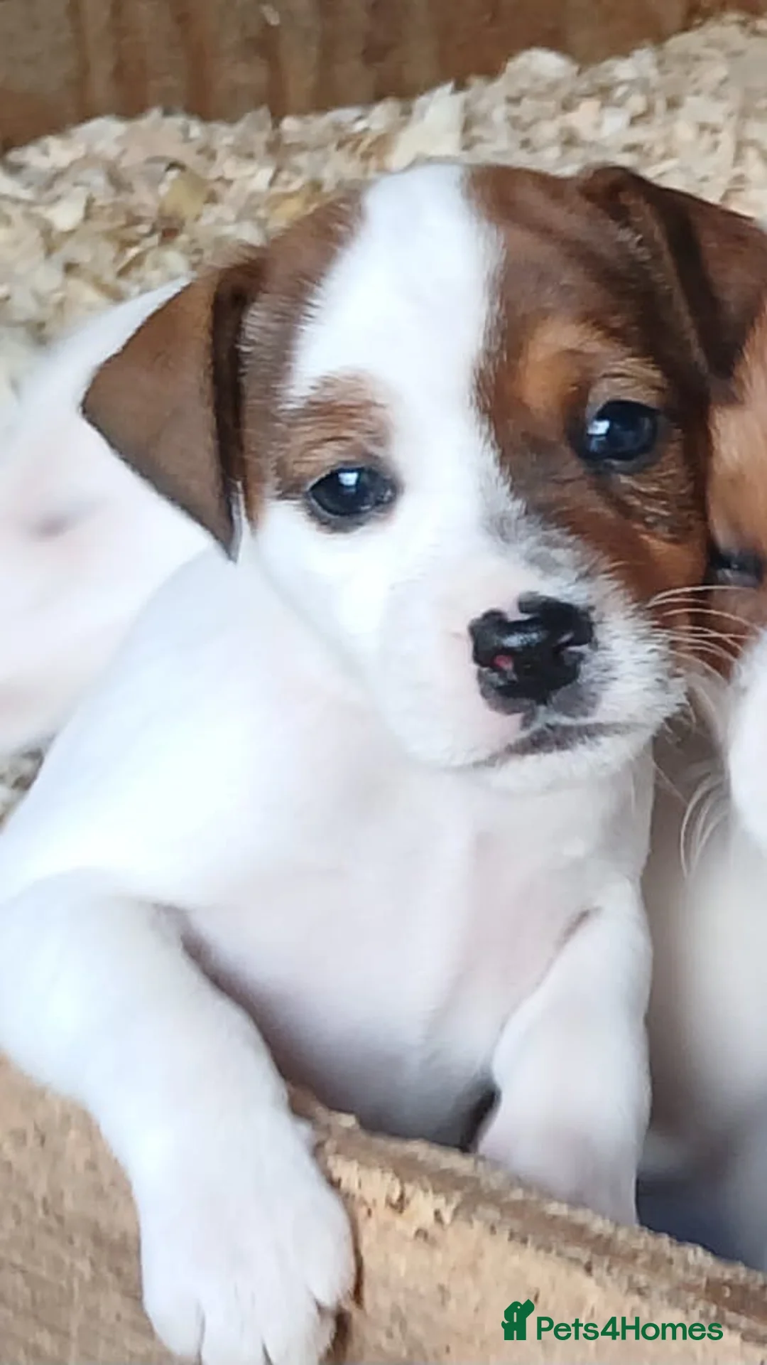 Parson Russell dogs for sale: Parson Russell Terrier pups  in Wrexham - Advert 6