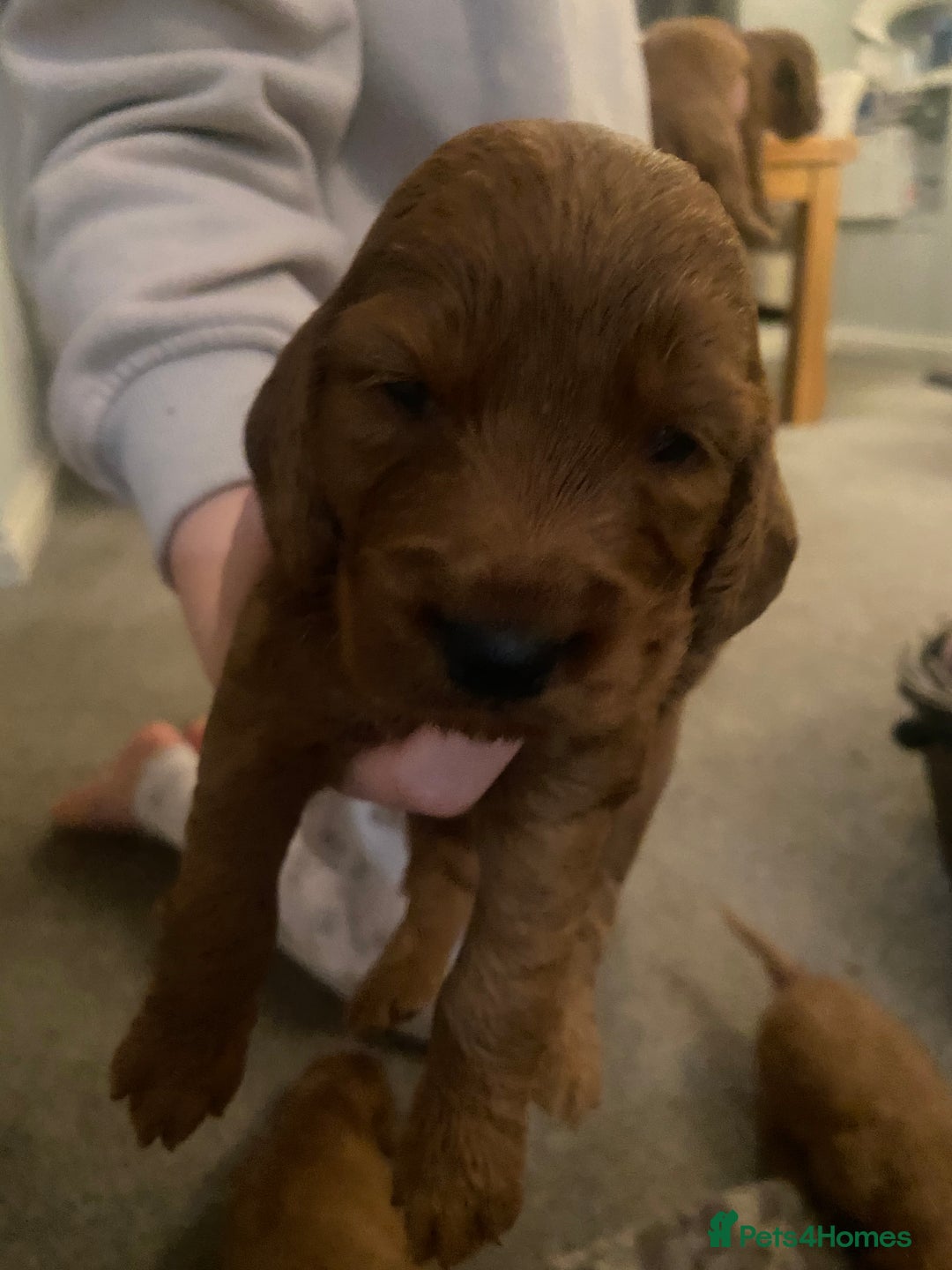 Cockapoo dogs for sale: Cockapoo pups for sale  - Image 12