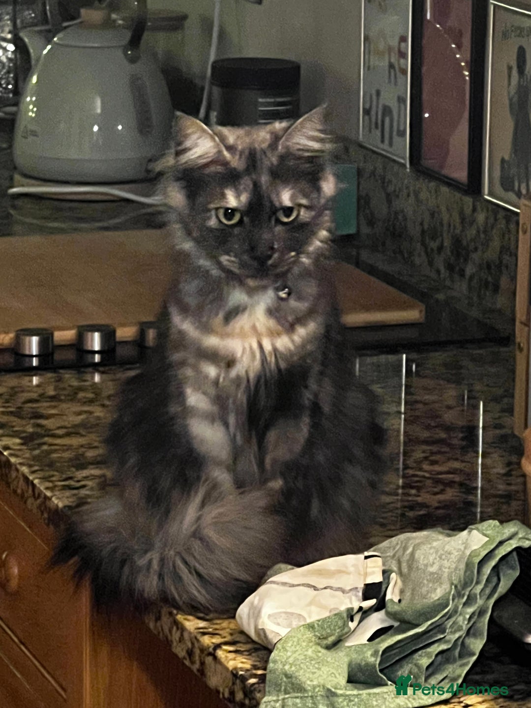 Maine Coon cats for sale: Maine Coon Cross kittens - Advert 1