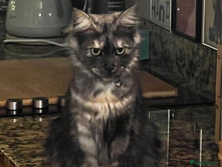 Maine Coon cats Maine Coon Cross kittens - Advert 1