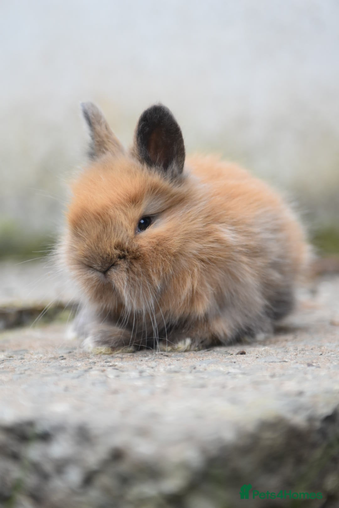 Angora rabbits for sale: French Imported Pedigree English Angoras - Image 16