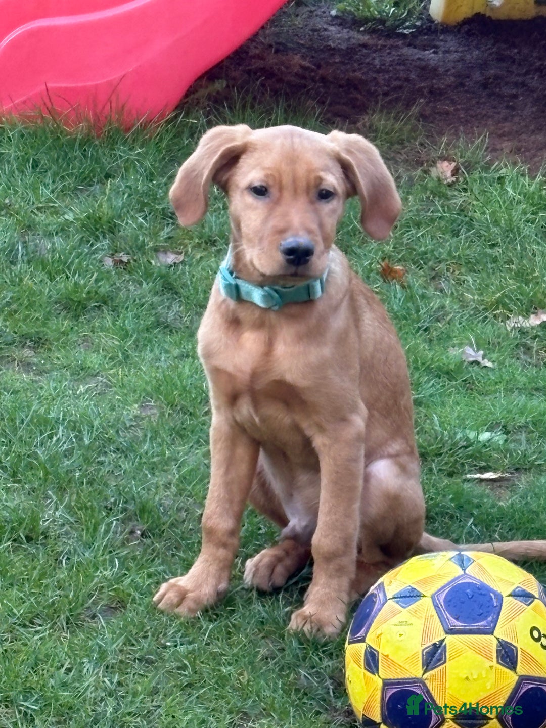 Labrador Retriever dogs for sale: Red Fox Labrador  - Advert 2