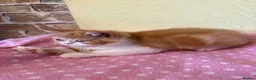 Persian cats for sale: 💕 Beautiful Kittens 💕 - Advert 13