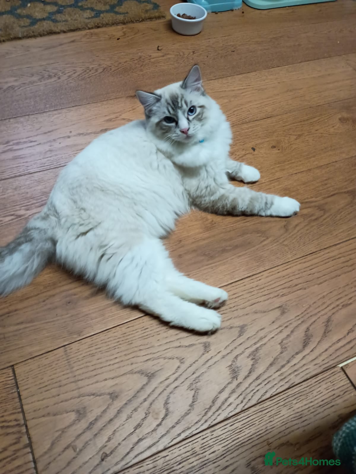 Ragdoll cats Very loving male ragdoll cat, good with dogs - Advert 5