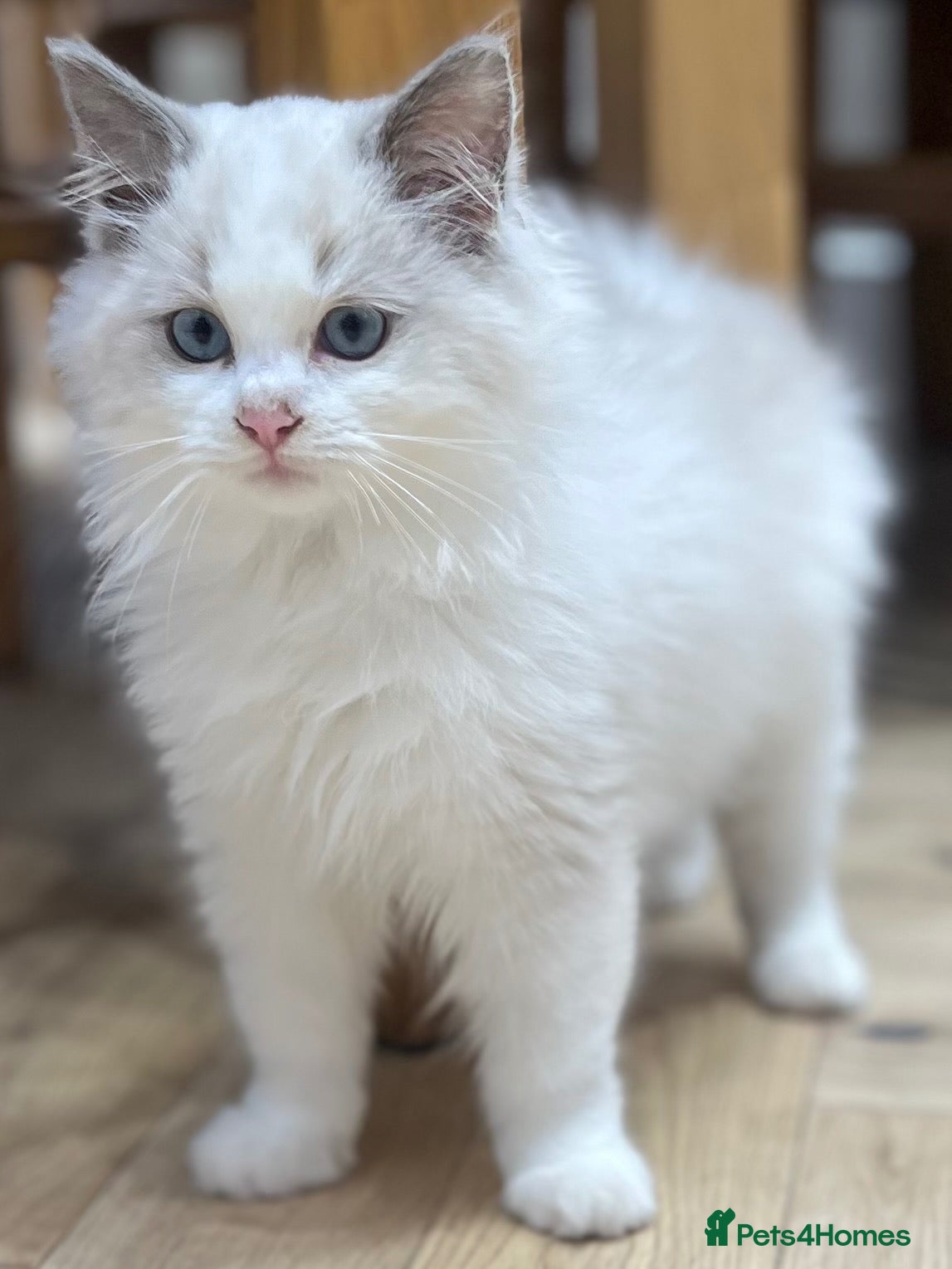 Ragdoll cats for sale: GCCF registered Bicolor Ragdoll kittens  - Advert 1