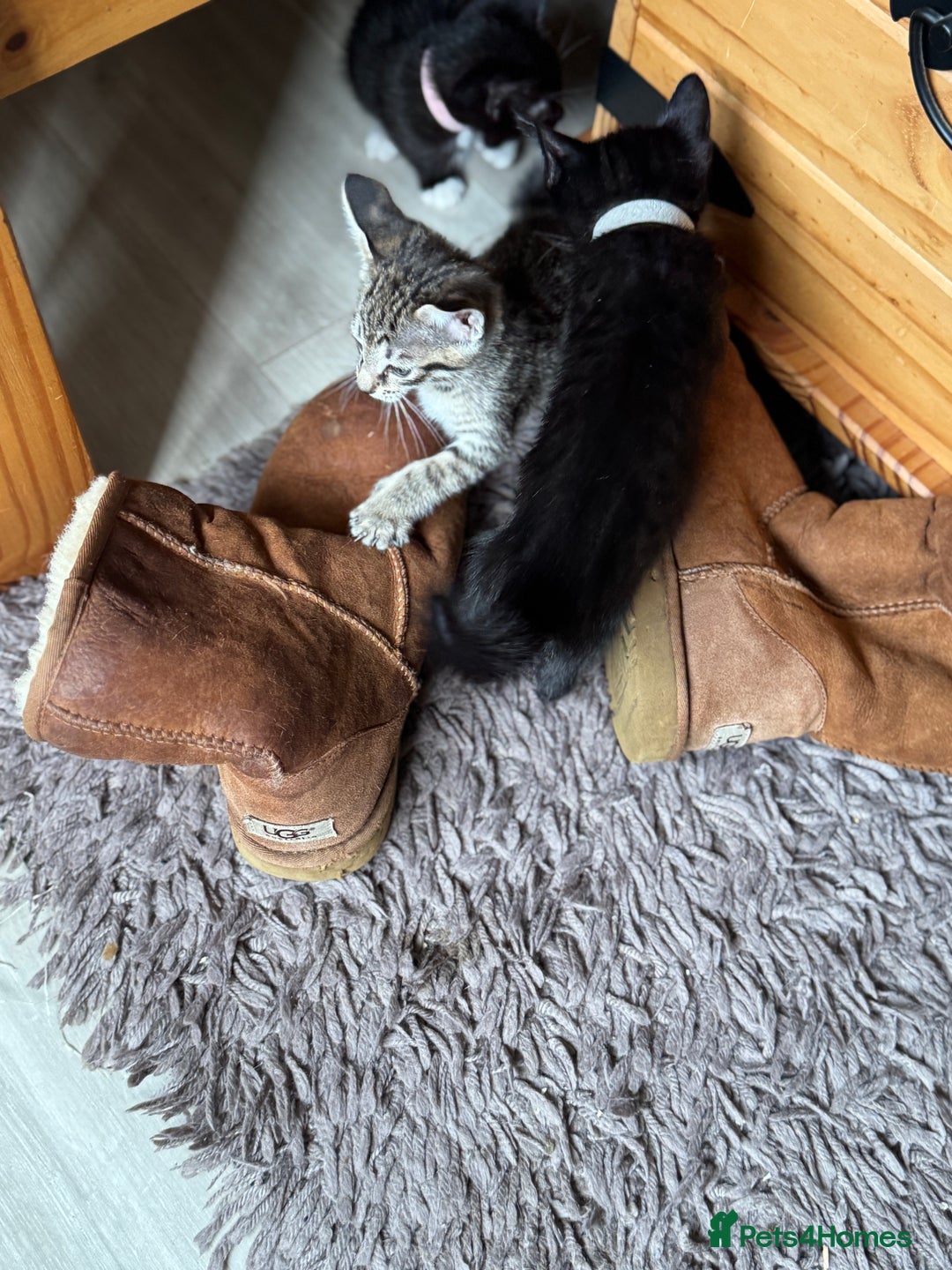 Mixed Breed cats for sale: 4 kittens for sale - Advert 3