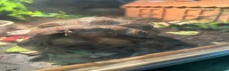 Tortoise reptiles for sale: Bells hingeback tortoise in Leeds - Advert 16