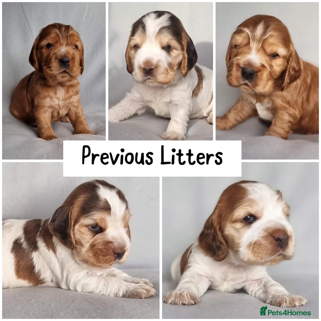 Cocker Spaniel dogs for stud: EXTENSIVELY Health Tested KC Show Cocker STUD in Chesterfield - Advert 18