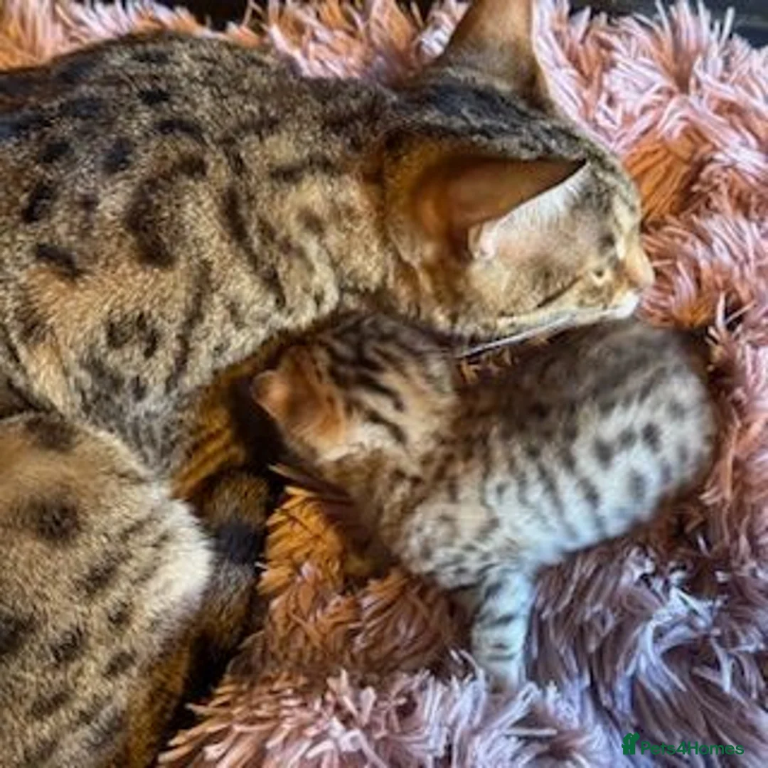 Savannah cats for sale: Gorgeous Spotty Savannah Babies - 2 Girls Left  - Advert 2