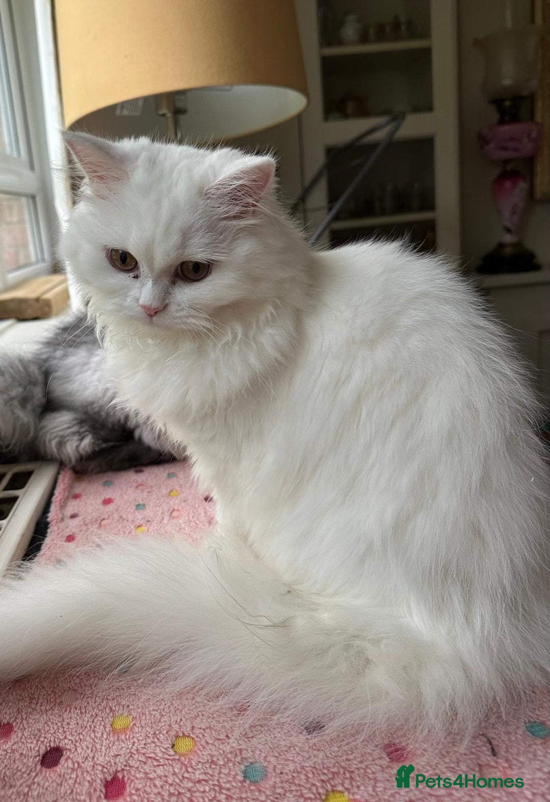 Persian cats for sale: Perla  - Image 3