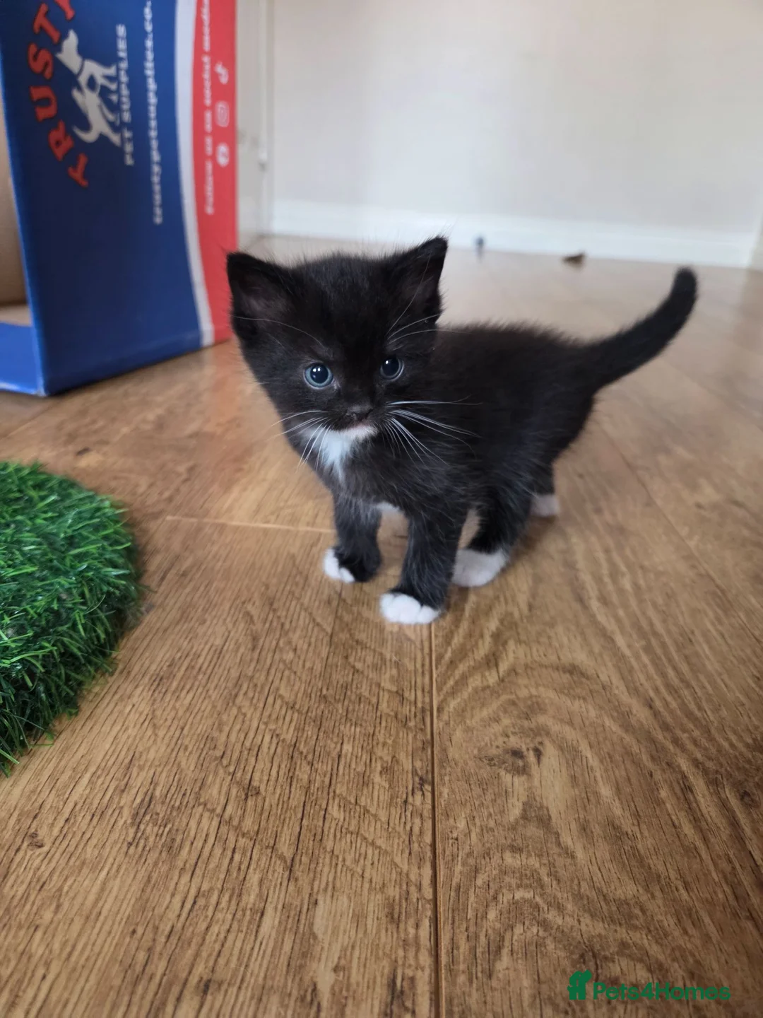 Ragdoll cats for sale: Beautiful kittens  in Nottingham - Advert 6