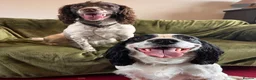 Sprocker dogs for sale: Gorgeous Sprocker Spaniel Puppies! - Advert 19