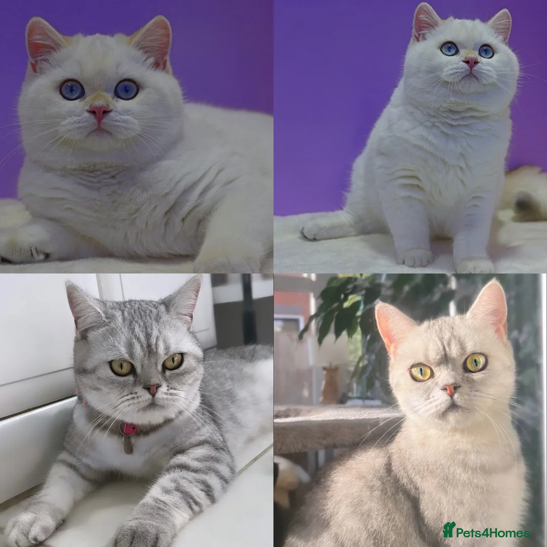 British Shorthair cats for sale: Stunning Gold/Silver Tipped BSH Kittens - Advert 2