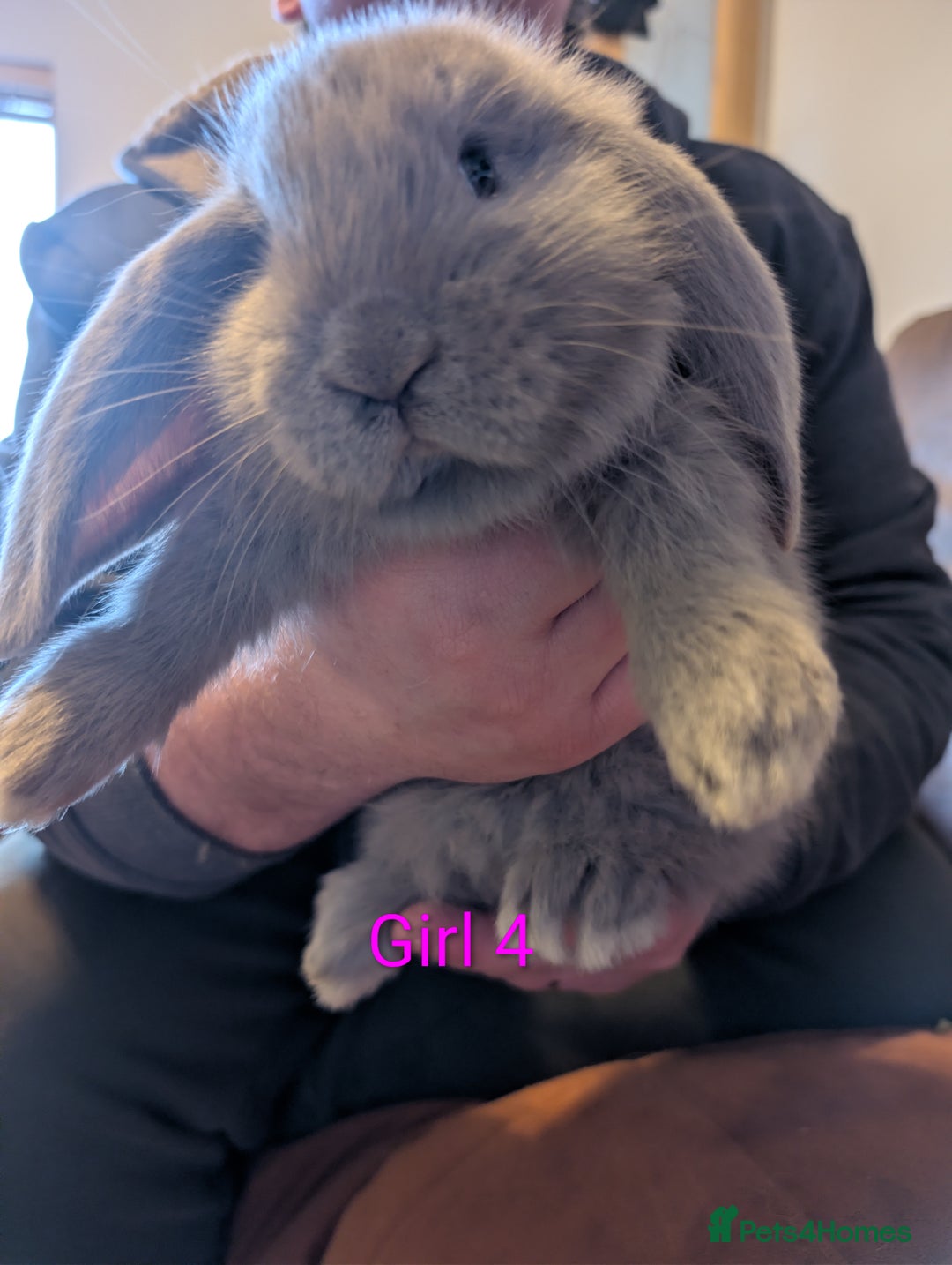 Continental Giant rabbits for sale: Giant bunnies  - Advert 10