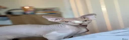 Sphynx cats for sale: 9 month old sphynx male  - Advert 3