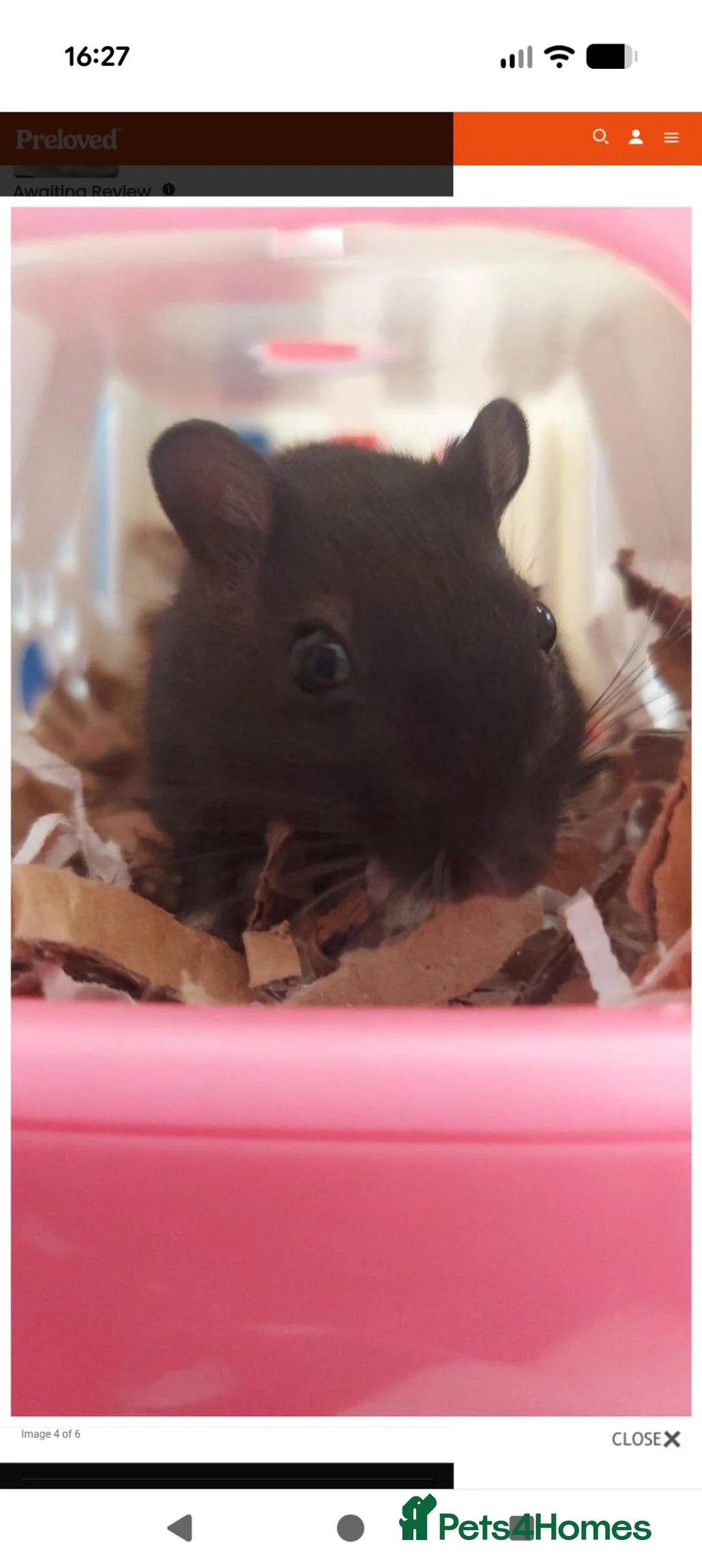 Gerbil rodents for sale: Two Male Gerbils in Swadlincote - Advert 2