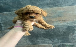 Toy Poodle dogs for sale: Elegant Royal KC Registered Red Toy Poodles - Image 8