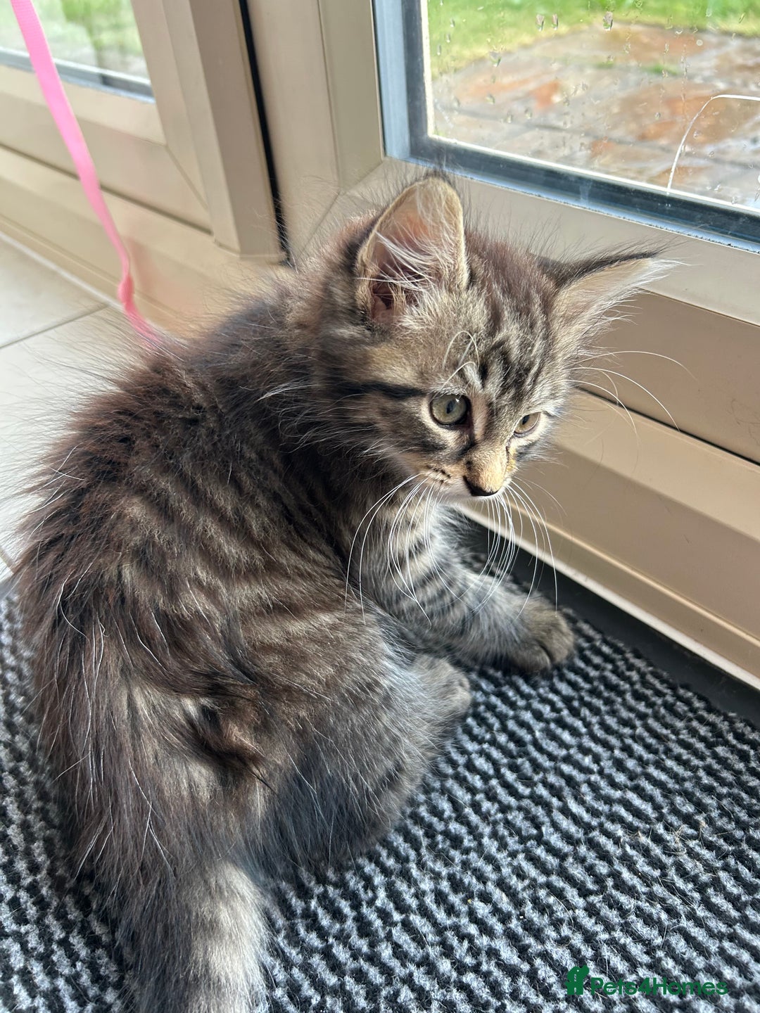 Mixed Breed cats for sale: Fluffy boy  - Image 3