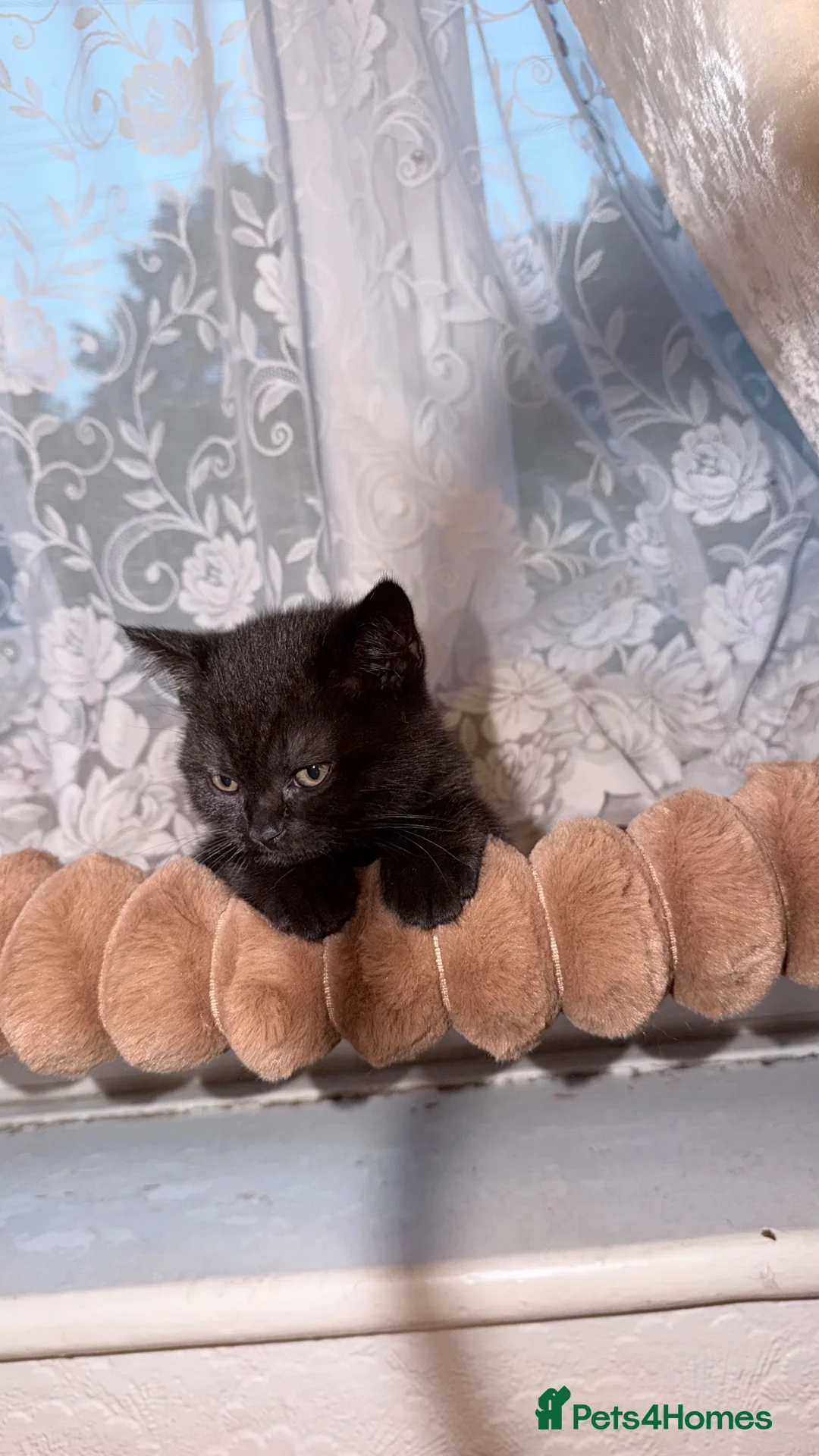 British Shorthair cats for sale: Lovely fully british short hair kittens - Advert 2
