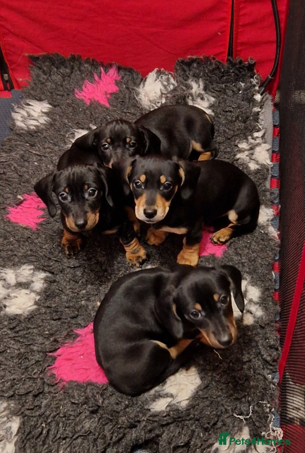 Miniature Dachshund dogs KC registered miniature dachshund puppy  - Advert 14