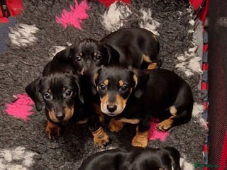 Miniature Dachshund dogs KC registered miniature dachshund puppy - Advert 15
