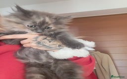 Dwelf cats for sale: Mix ragdoll and Maine Coon  - Image 4