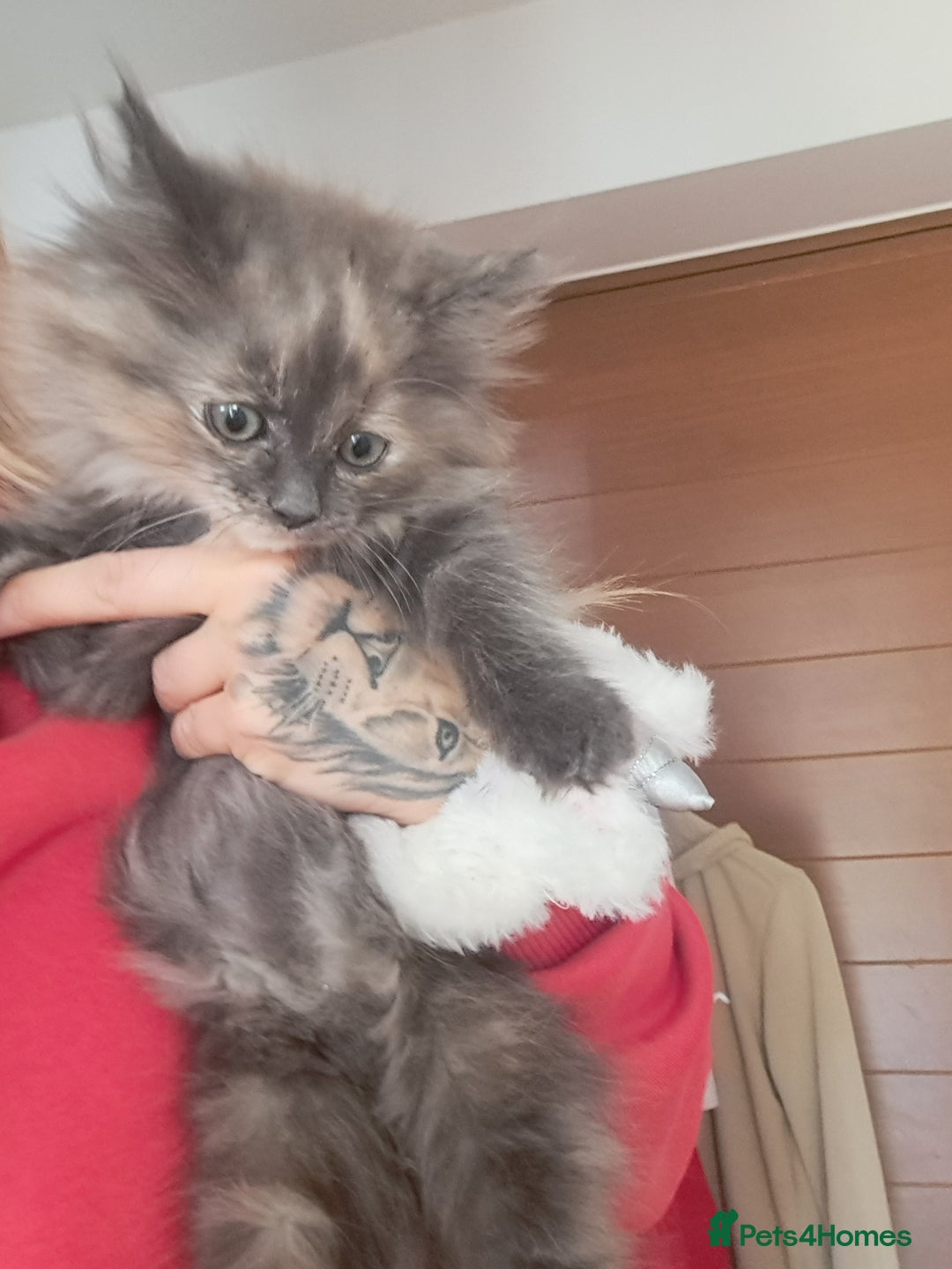 Dwelf cats for sale: Mix ragdoll and Maine Coon  - Image 4
