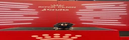 Miniature Dachshund dogs for stud: KC Registered - Health Tested - Proven Stud Dog 🏅 - Advert 2