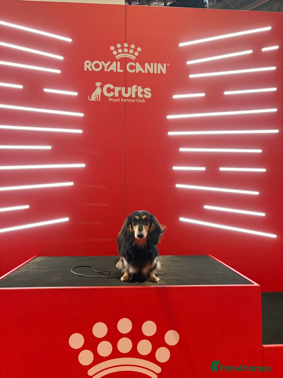 Miniature Dachshund dogs for stud: KC Registered - Health Tested - Proven Stud Dog 🏅 - Advert 2