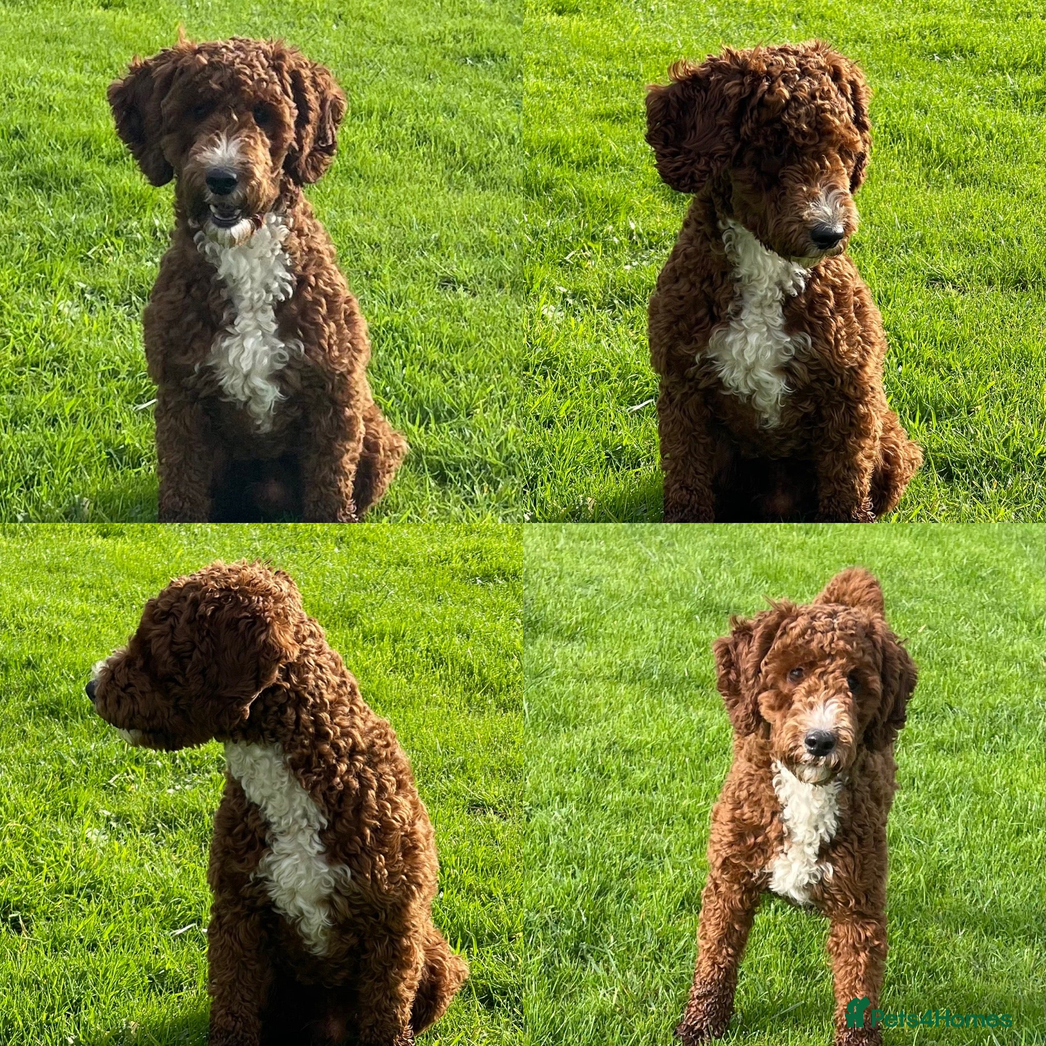 Miniature Poodle dogs Stunning Red & White Poodle for stud  in Driffield - Advert 5