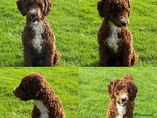 Miniature Poodle dogs Stunning Red & White Poodle for stud in Driffield - Advert 15
