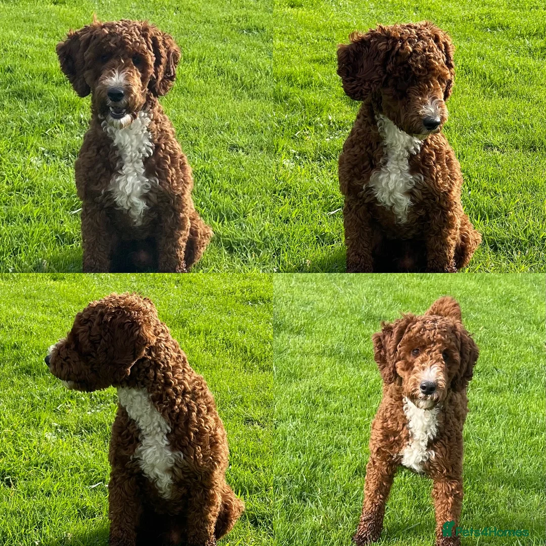 Miniature Poodle dogs for stud: Stunning Red & White Poodle for stud  in Driffield - Advert 1