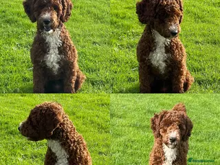 Miniature Poodle dogs Stunning Red & White Poodle for stud in Driffield - Advert 9