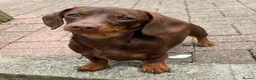 Miniature Dachshund dogs for sale: Stunning Miniature Dachshunds - Advert 9