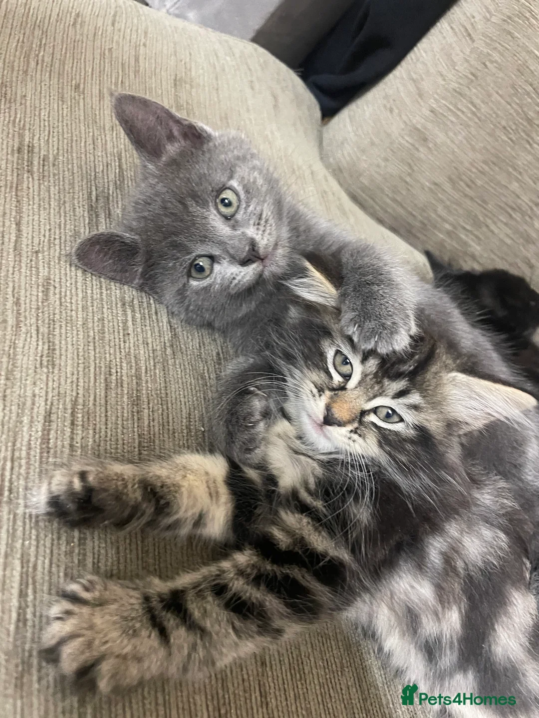 Mixed Breed cats for sale: 2 Tabby Kittens and 1 Black kitten for sale in Guildford - Advert 9