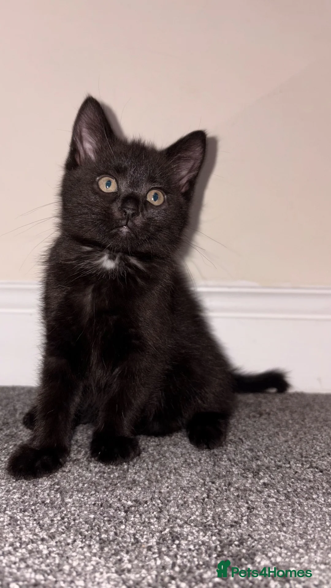 Mixed Breed cats for sale: Beautiful 9-Week-Old Kittens – Ready Now  - Advert 2