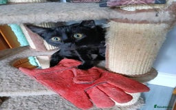 Mixed Breed cats for adoption: BEANS - Image 1