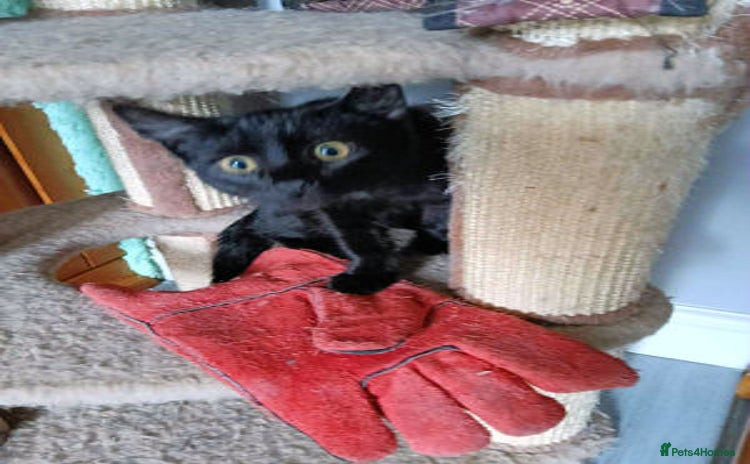 Mixed Breed cats - Advert 1