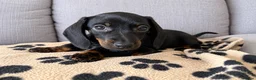 Miniature Dachshund dogs for sale: READY TO GO Stunning true mini KC Dachshund - Advert 6