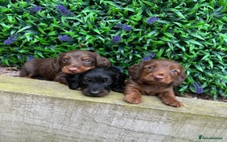 Miniature Dachshund dogs for sale: Long Haired Miniature Dachshund puppies - Image 2