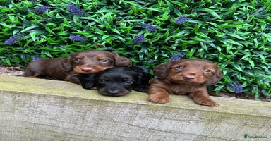 Miniature Dachshund dogs - Advert 11