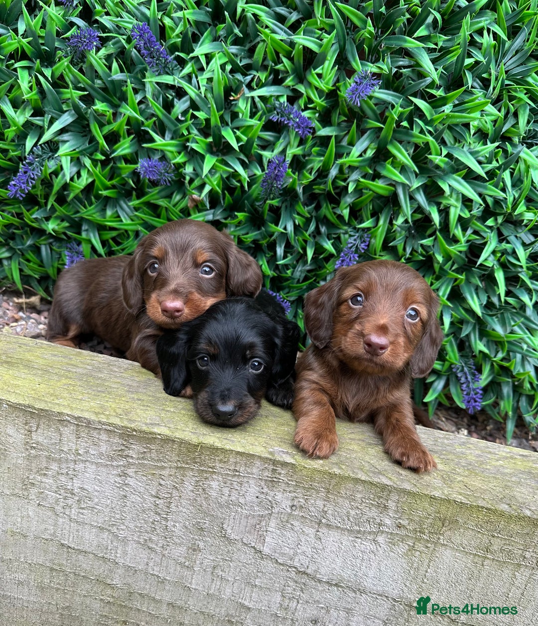 Miniature Dachshund dogs for sale: Long Haired Miniature Dachshund puppies - Image 2