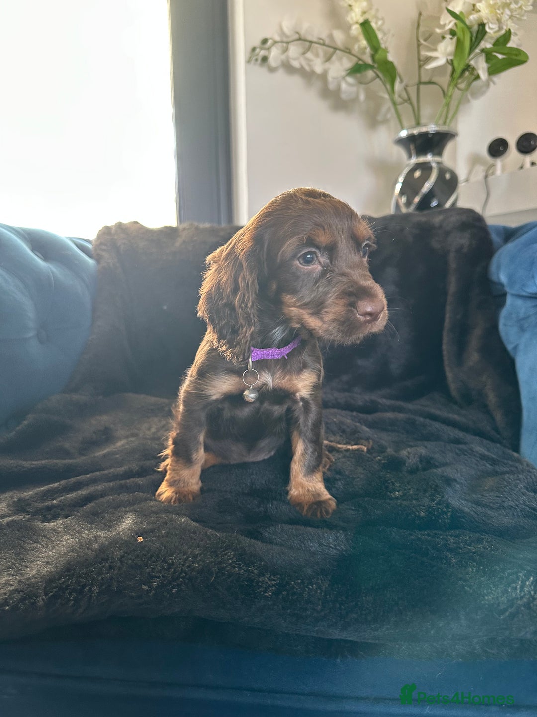 Cocker Spaniel dogs for sale: BEAUTIFUL LITTER OF TRICOLOURED COCKER SPANIELS  - Image 12