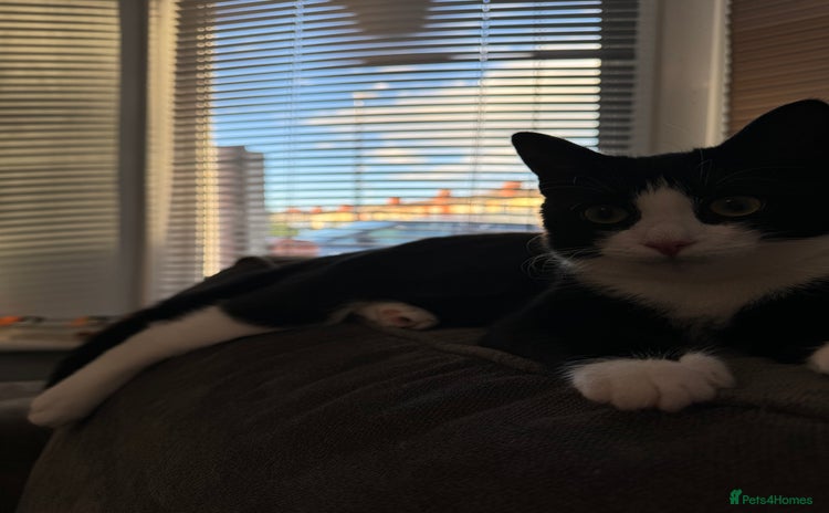 Domestic Shorthair cats kittens  - Advert 1